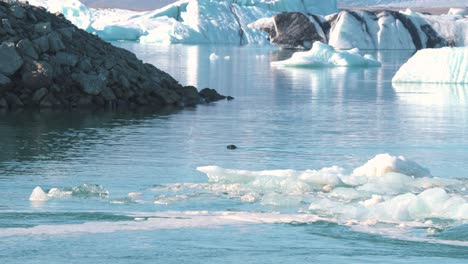 Seal-swimming-in-flowing-sea-currents-with-floes-and-icebergs,-Iceland