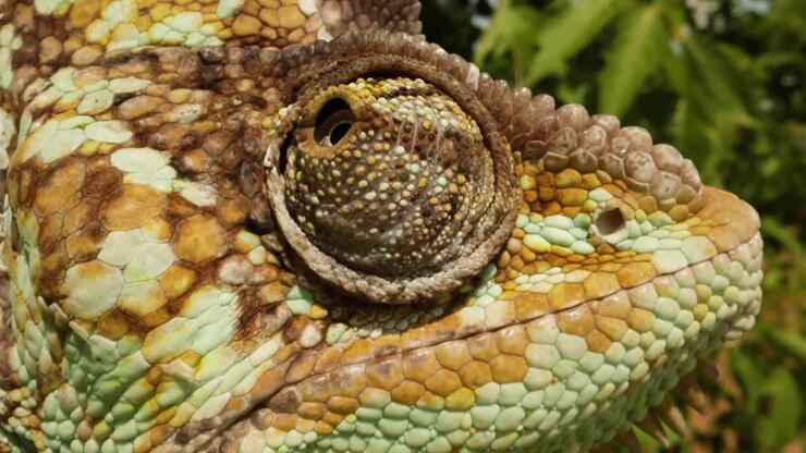 Extreme close up of a chameleon eyeball looking around