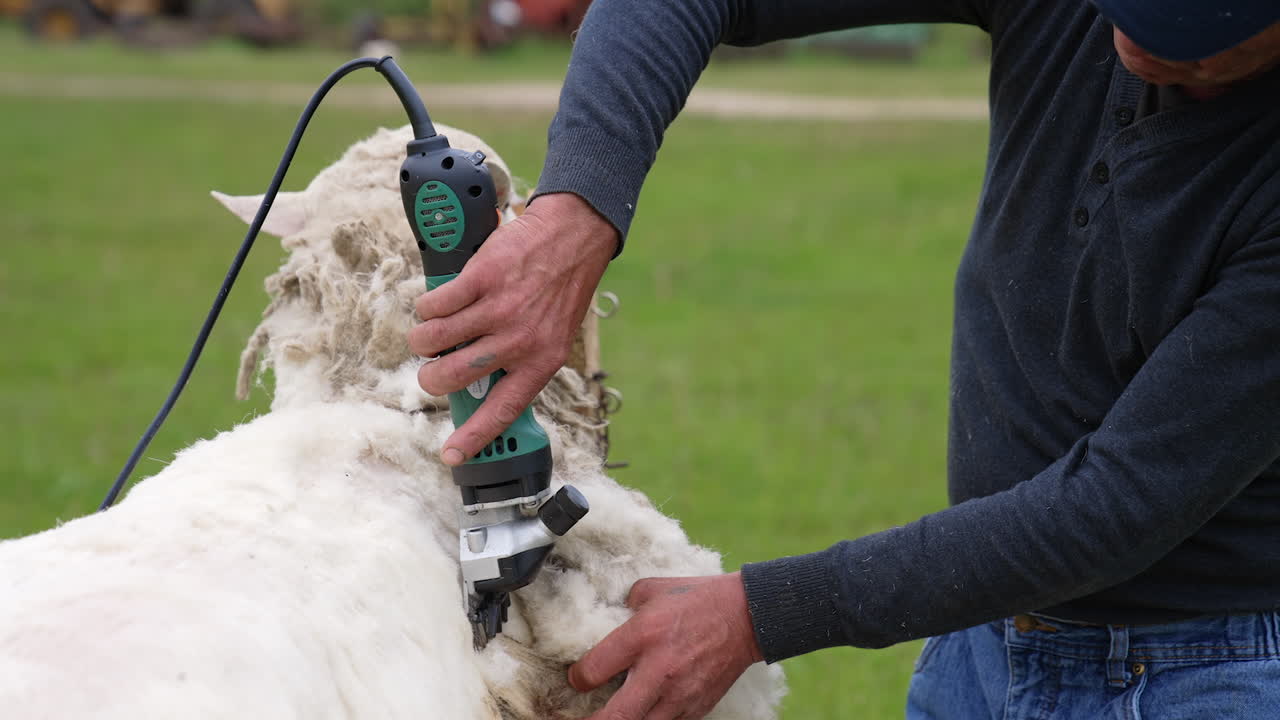Method of shearing sheep. Farmer cutting white fleece from a sheep with a shearer. Traditional shearing adult sheep on a farm.