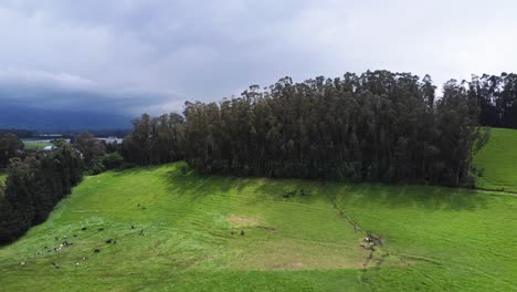 Video-Aéreo-De-Un-Frondoso-Bosque-Mostrando-Al-Fondo-El-Sector-Del-Obelisco-En-La-Parroquia-De-Alóag-En-El-Cantón-Mejía,-Provincia-De-Pichincha,-Ecuador