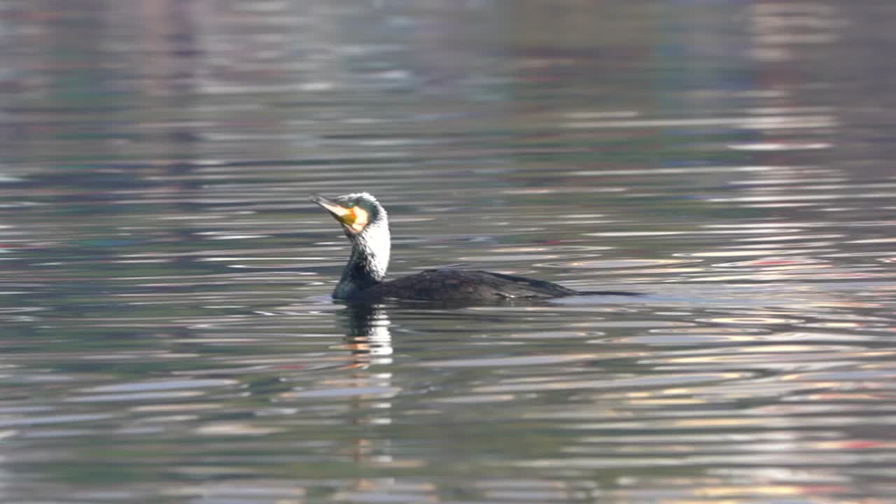 un gran cormorán nadando en un lago antes de bucear para ir a pescar