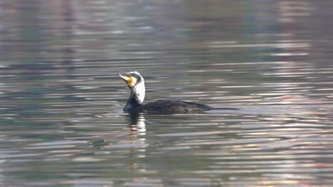 Un-Gran-Cormorán-Nadando-En-Un-Lago-Antes-De-Bucear-Para-Ir-A-Pescar