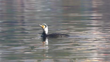 un gran cormorán nadando en un lago antes de bucear para ir a pescar