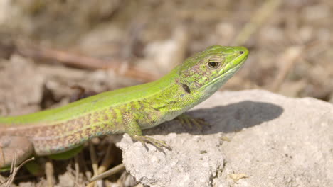 un geco verde en grecia