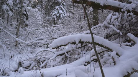 snowy forest