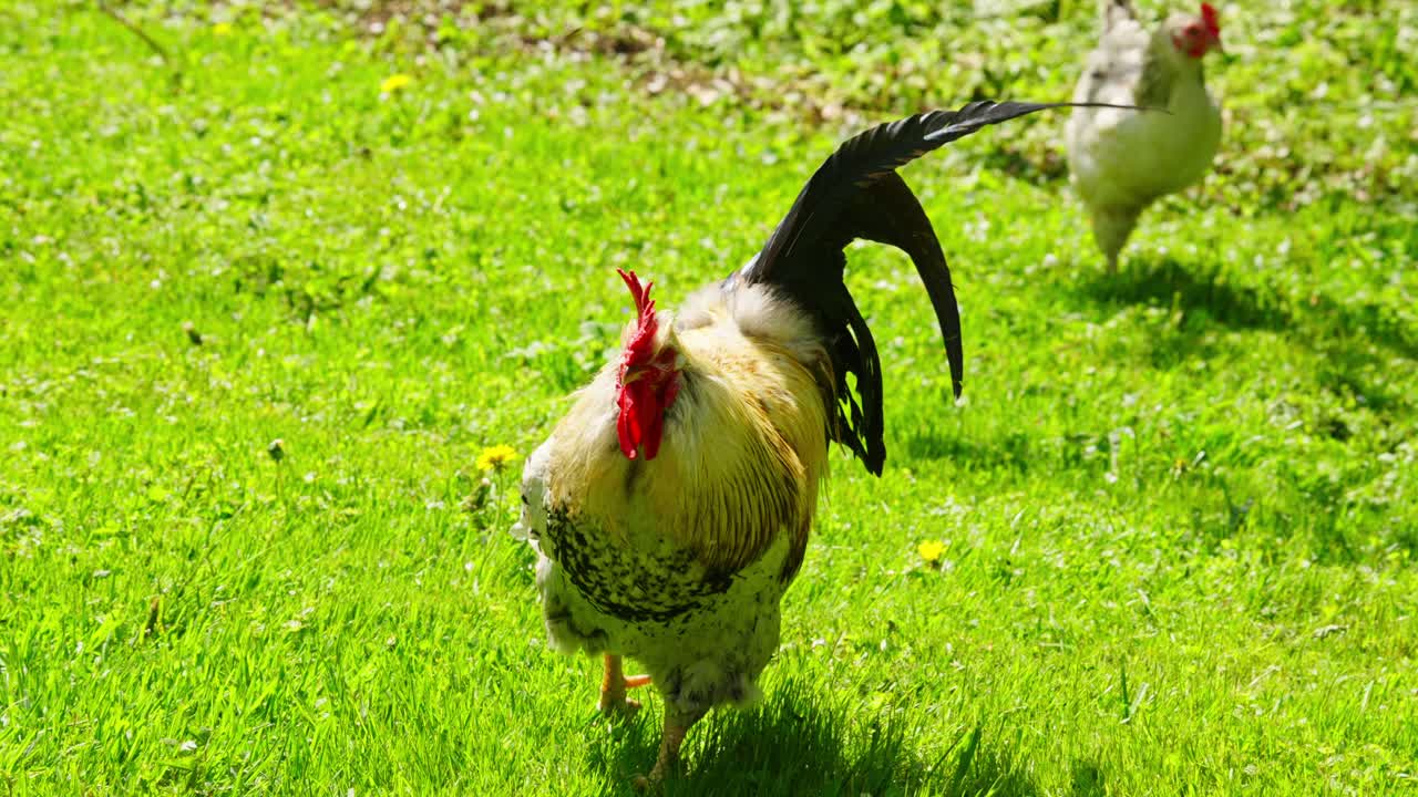 A colorful rooster walking on green grass with a hen following behind on a sunny day in a farmyard setting