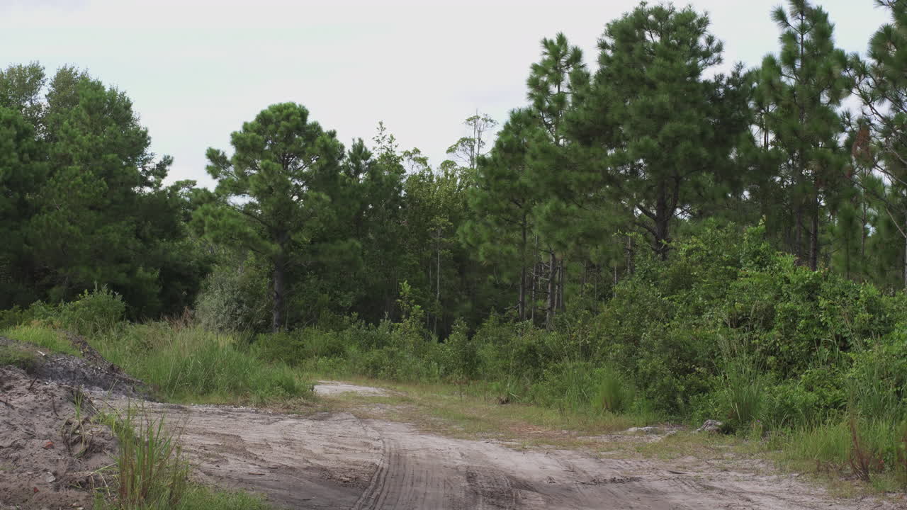 camino de tierra en el interior