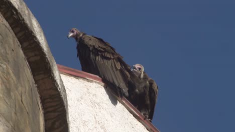 another ethiopian eagle is joining his fly mate till their next destination