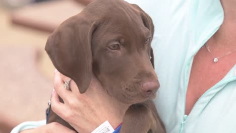 Shaking-anxious-brown-labrador-puppy-being-held-by-woman,-close-up