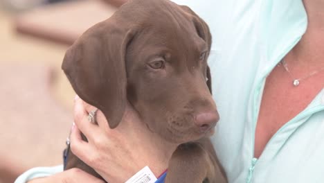 Temblando-Ansioso-Cachorro-Labrador-Marrón-Retenido-Por-Mujer,-Cerrar