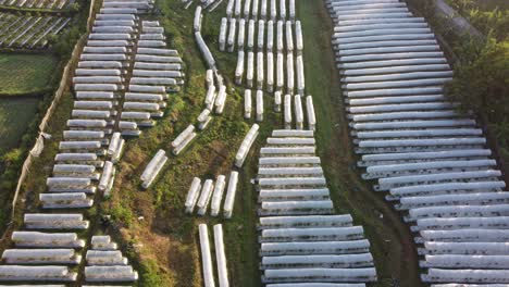 drone view chili plantation with a protective cover in yogyakarta indonesia