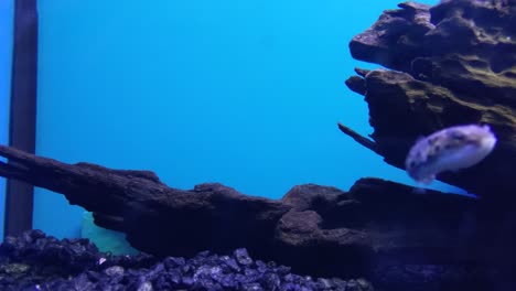 Closeup-of-puffer-fish-looking-at-the-camera-and-swimming-across