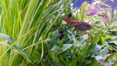 imágenes de mano de algunos peces escondidos entre plantaciones verdes en el acuario aquascape