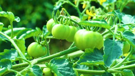 bunch of fresh green unripe tomatoes growing on a branch