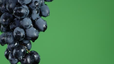 with bunches of black grapes dripping water.