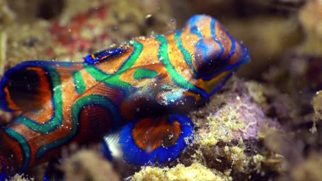 apareamiento pez mandarín bebé lembeh indonesia 4k 25fps