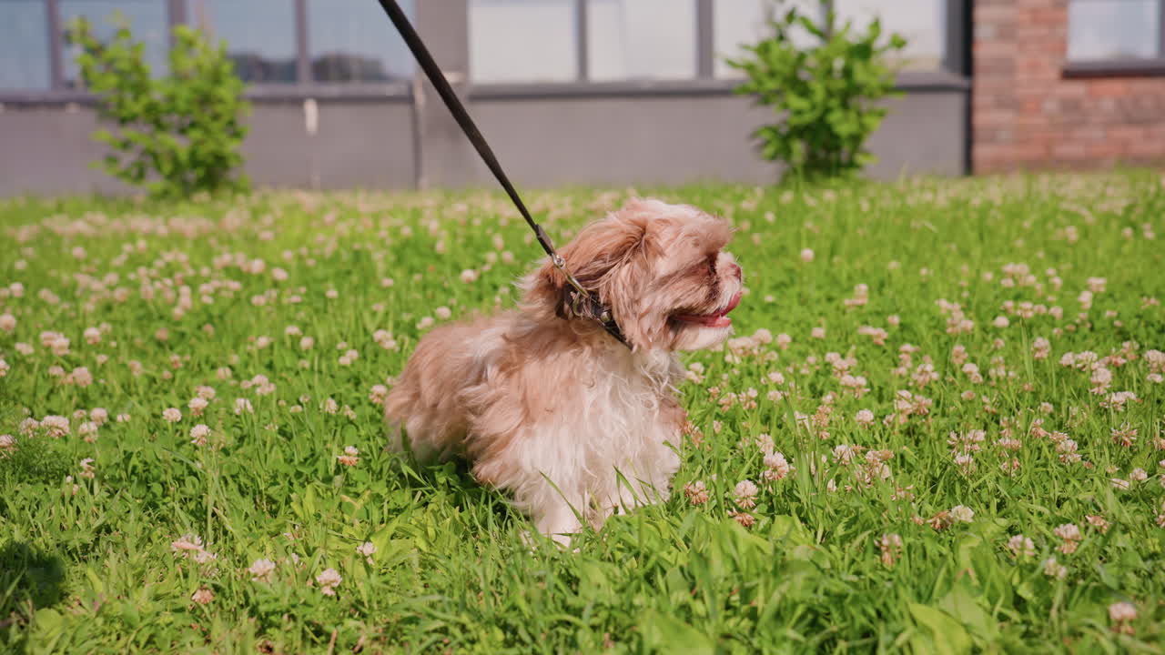 Closeup Of Panting Puppy In Clover And Grass, Cheerful Expression With Tongue Out, Sunlight Highlighting Fluffy Fur, Leash Attached While Pup Rests, Bright Joyful Mood Ideal For Pet Lifestyle