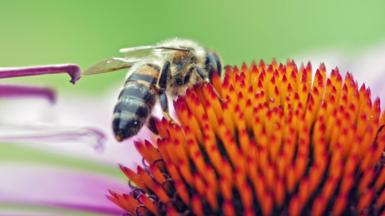 abeja melífera recoge polen de conflower púrpura
