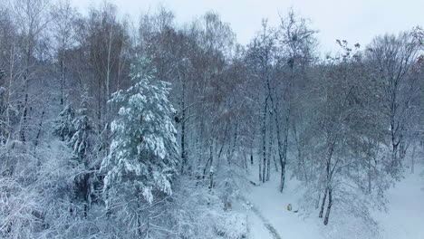 white snow covering the ground and trees in the city park. drone rising over the beautiful panorama in winter season.