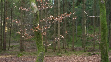 static shot of a tree with dry leaves in a mossy forest setting