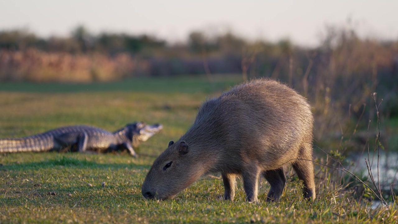 Un capibara pascola sull'erba al bordo dell'acqua mentre un caimano yacare riposa sullo sfondo nella morbida luce della sera
