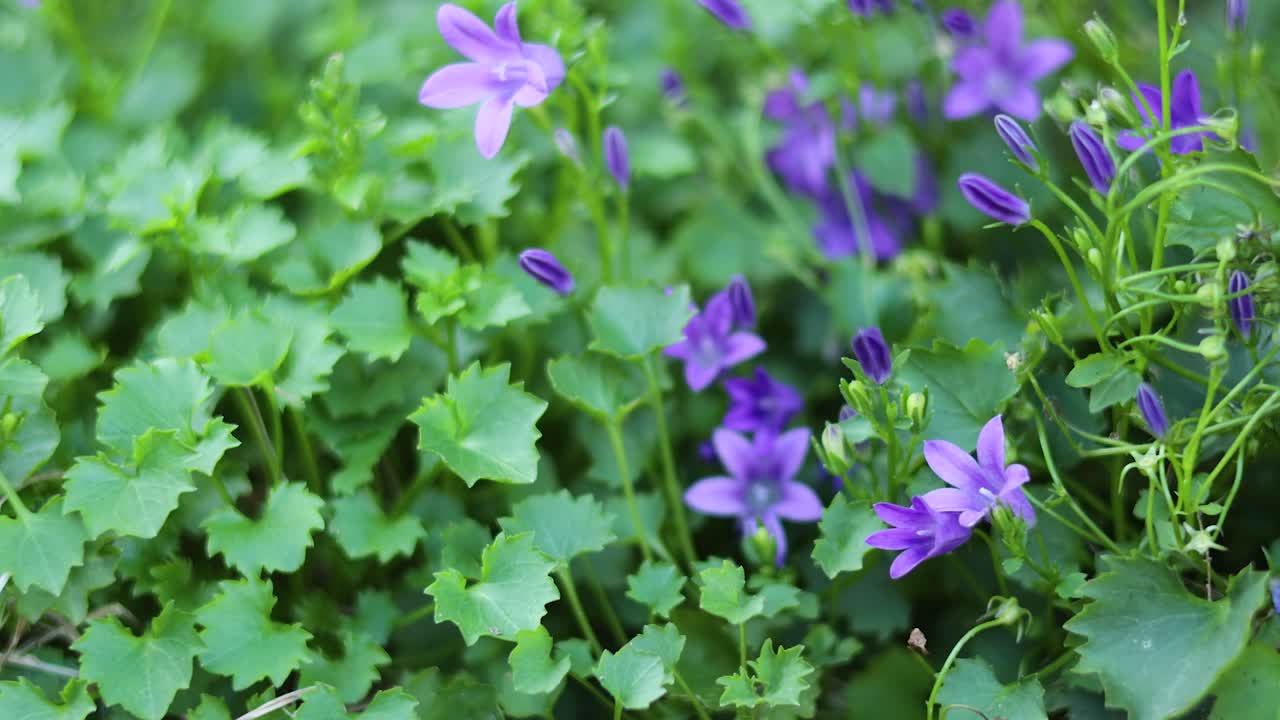 flores púrpuras en medio de un follaje verde exuberante