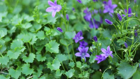 purple flowers amidst lush green foliage