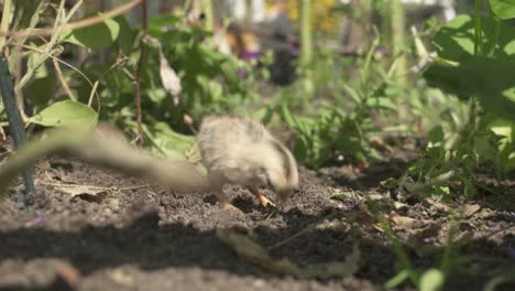 Babyküken-Picken-Auf-Dem-Gartenhinterhof.-Nahansicht