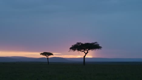 beautiful scenery sunset before dusk with isolated acacia tree on the horizon african nature in maasai mara national reserve, kenya, africa safari landscape in masai mara north conservancy