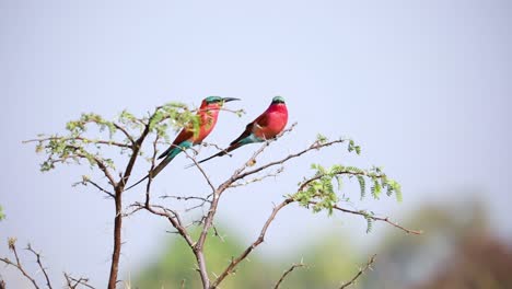 Südlicher-Karminroter-Bienenfresservogel-Thront-Auf-Zweig-Auf-Afrika-vogelbeobachtungssafari