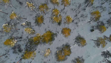 Orbit-Shot-Over-Beautiful-Saplings,-Shrubberies-In-Snowy-Land,-USA