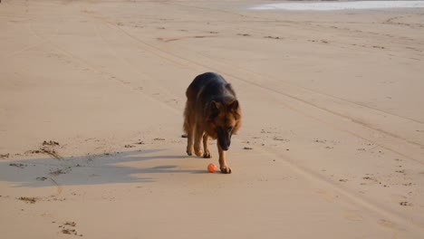 joven perro pastor alemán tratando de tragar una pelota de juguete en la playa | perro pastor alemán jugando y masticando pelotas de juguete en la playa en mumbai