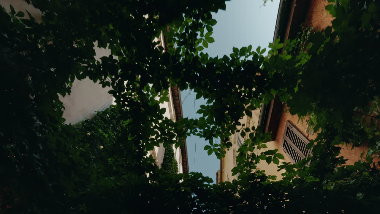 Buildings framed by lush green leaves