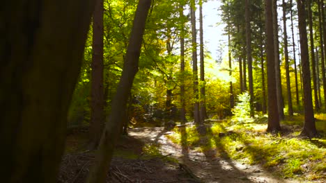 panning shot of a pathway in the middle of a bright green forest