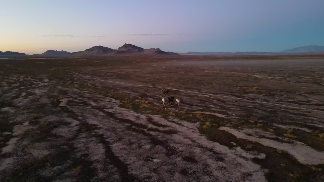 A herd of horses on their winter range with a picturesque view of rugged desert mountains in the distance - aerial view