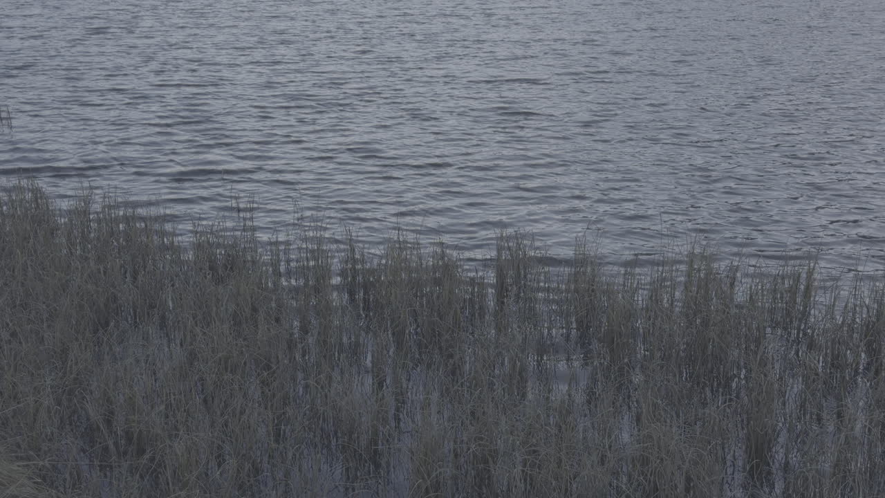Calm Water and Marsh Grass