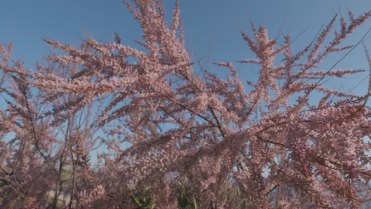 Cercis Siliquastrum in fiore in primavera. Albero di Giuda.