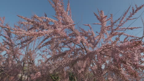 cercis siliquastrum blooming in spring. judas tree