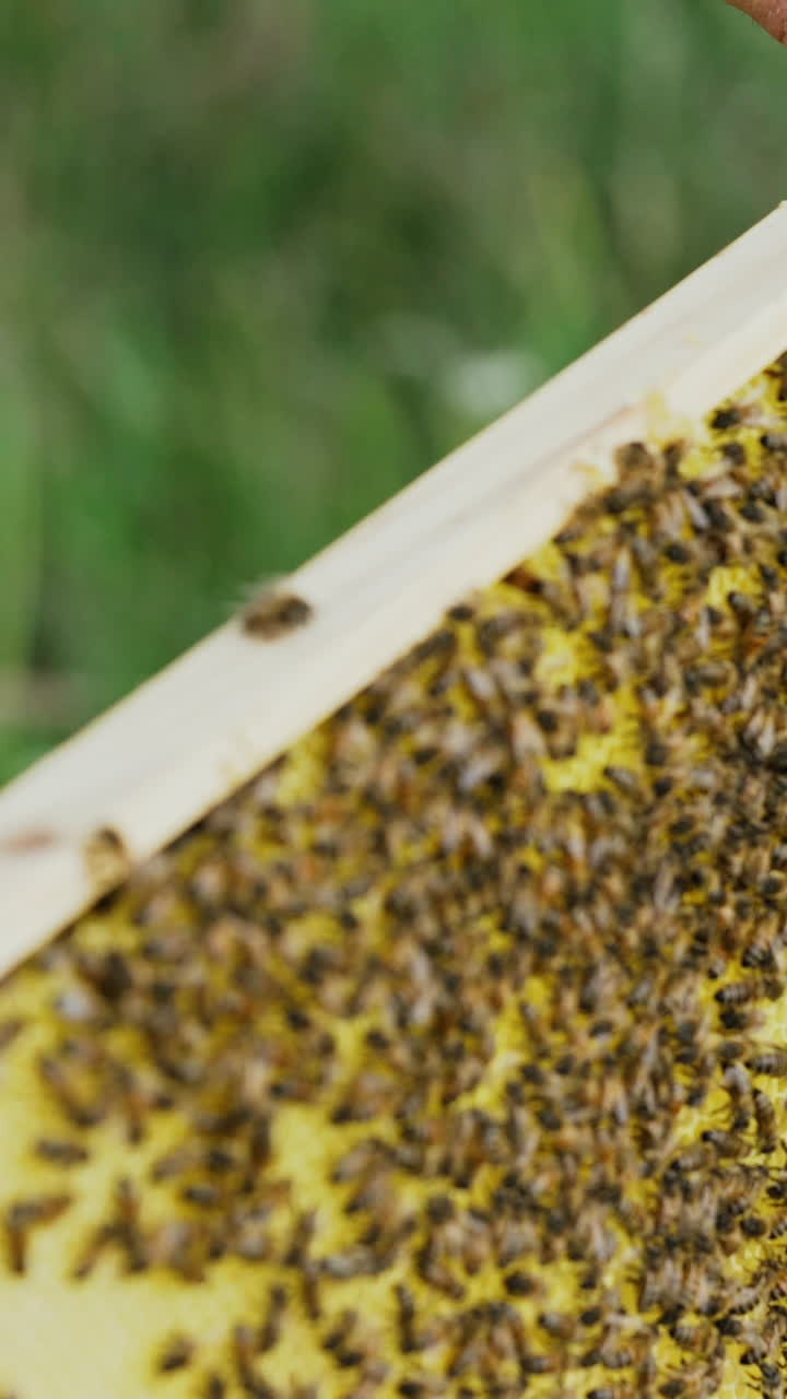 hands of man shows a wooden frame with honeycombs on the background of green grass in the garden. Life of worker bees Vertical video