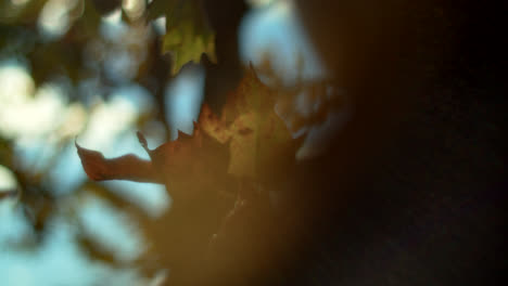 child holding autumn leaves