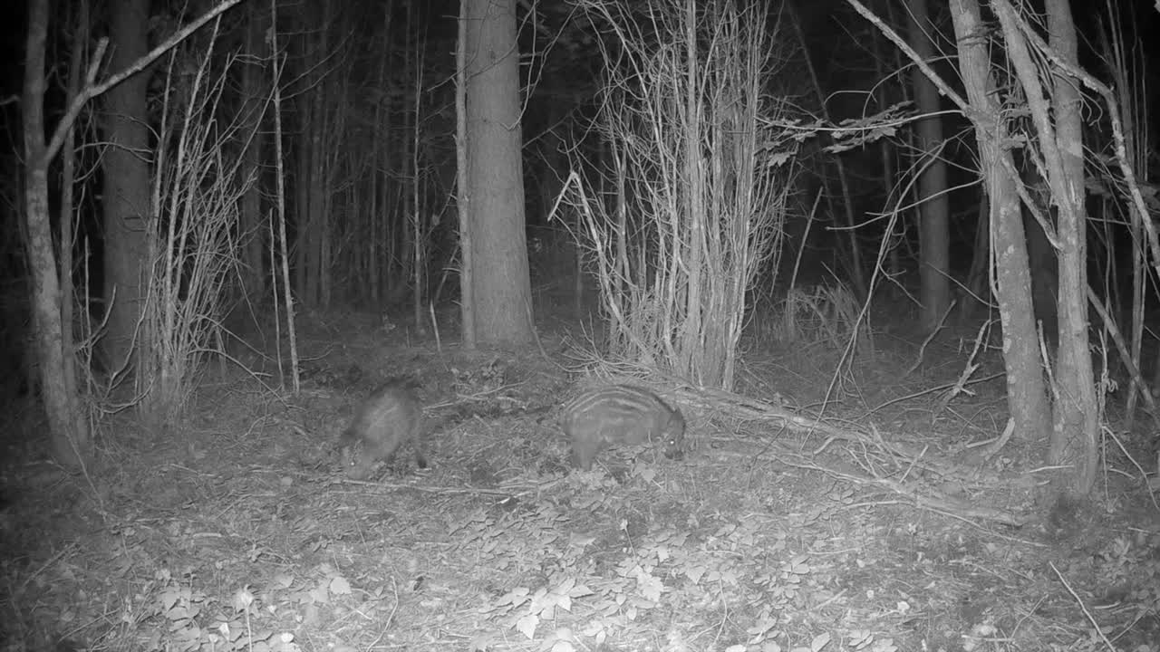 Cuccioli di cinghiale (Sus scrofa) in cerca di cibo nella foresta di notte. Saaremaa, Estonia