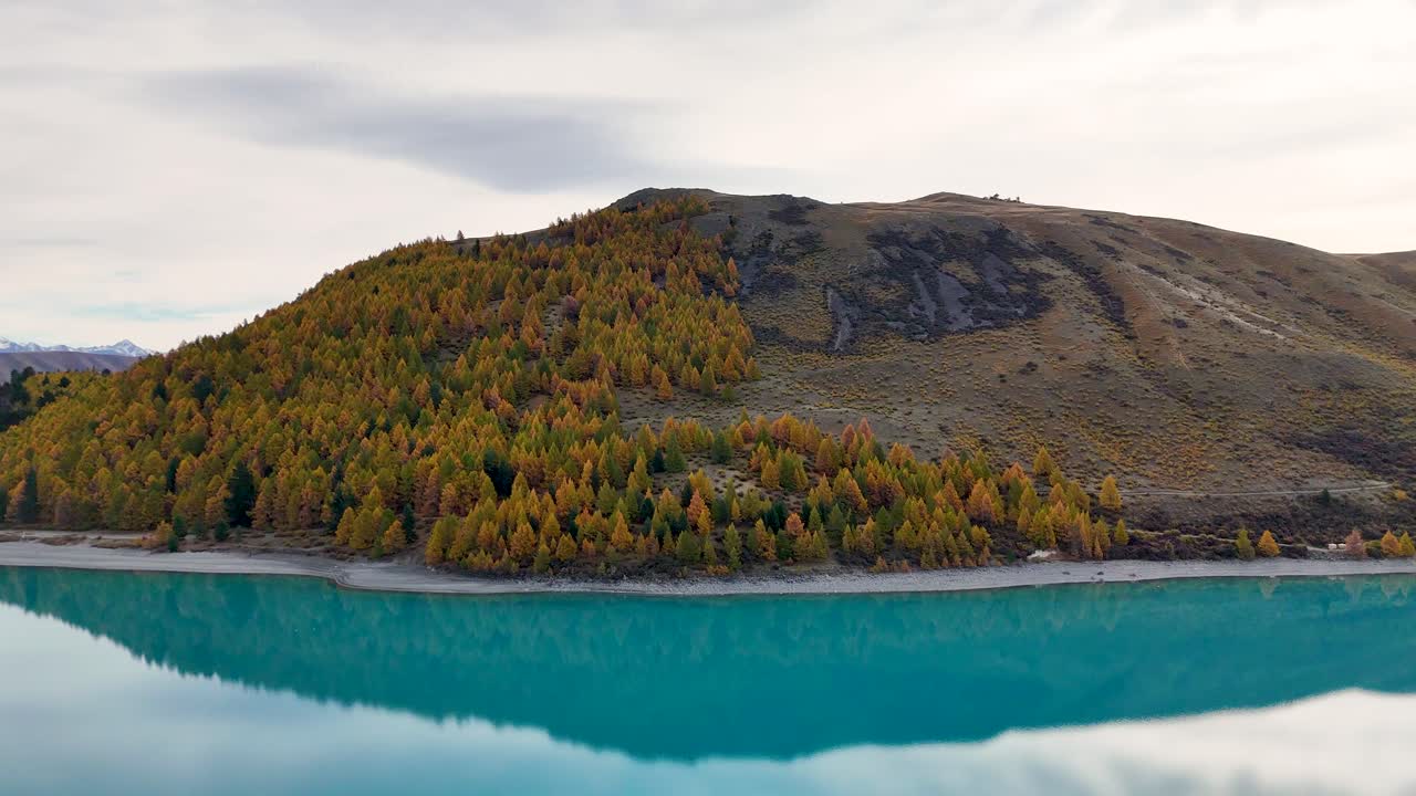 Drone footage captures Lake Tekapo's turquoise waters and autumn foliage under overcast skies, showcasing serene natural beauty