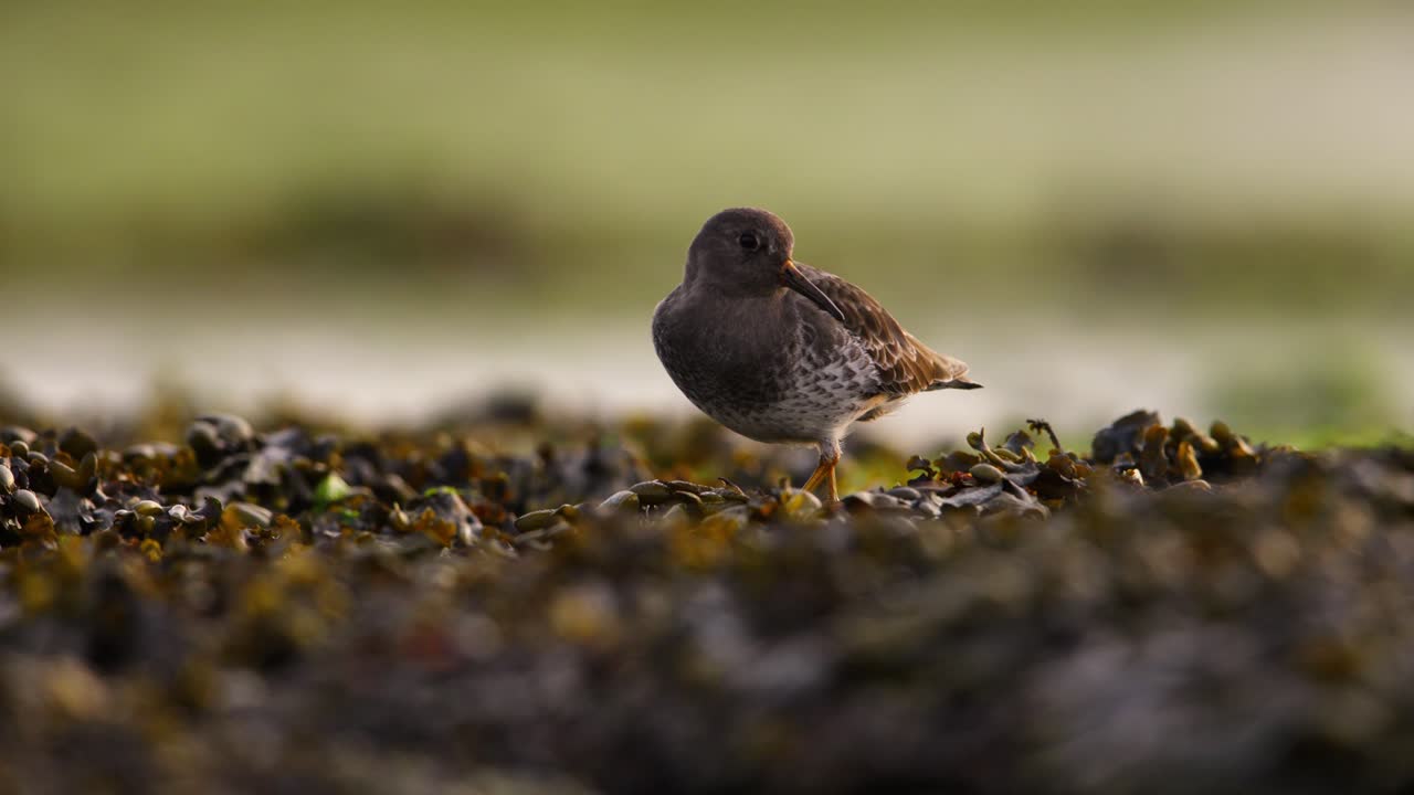 tomada de telefotografía de la sandpiper púrpura calidris maritima en busca de alimento en la costa holandesa