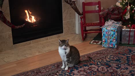 Hauskatze,-Die-Zur-Weihnachtszeit-Vor-Einem-Gemütlichen-Kamin-Sitzt