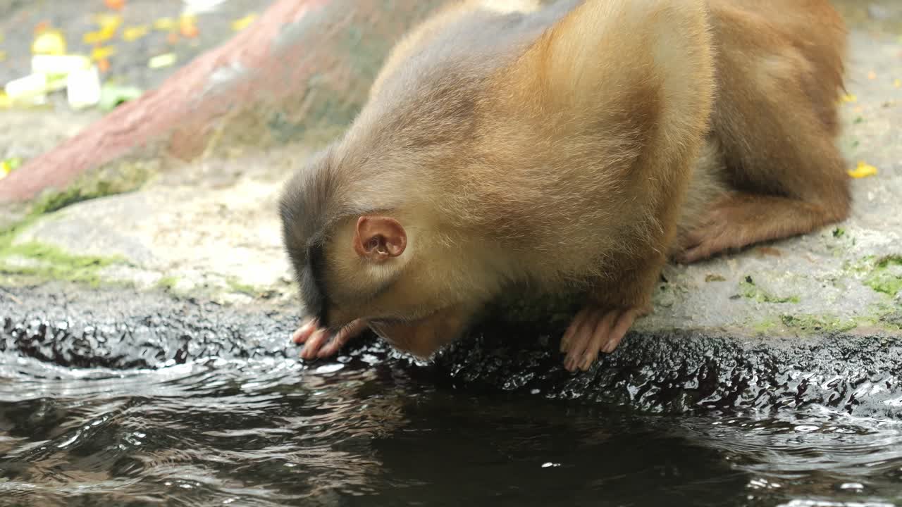 Thirsty Monkey Drinking Water – Peaceful Wildlife Moment in Nature