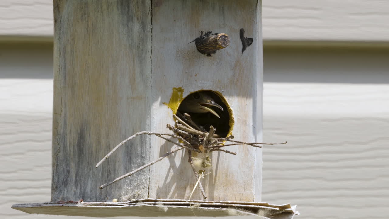 reinita de swainson escondida en una antigua pajarera