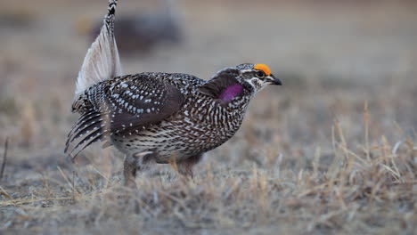 primer plano superficial de pájaro urogallo de cola afilada en el campo durante el lek