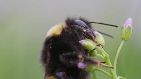 close up of bumblebee on flower gathering pollen, upper body detail