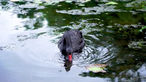 beautiful black swan swims on lake