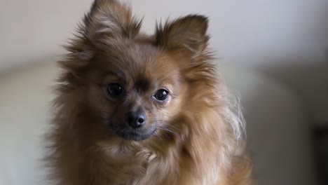 a cute fluffy pomeranian dog looking at the camera